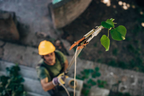 Best Lawn Dethatching Services  in USA